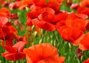 poppies2