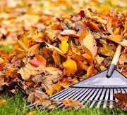Leaf clearing